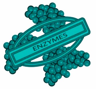 1-2-3-chemical-synthesis-of-enzymes-1