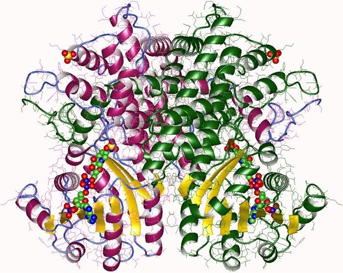 6Phosphogluconic-Dehydrogenase.