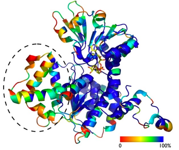 S-adenosyl-L-homocysteine hydrolase: sequence and structural conservation