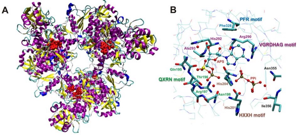 Hexamer structure of ATPS-APS-Mg2+-pyrophosphate complex obtained after 20 ns of Molecular Dynamics (MD) simulations; B. Four conserved motifs observed in the known