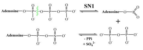 The two-step SN-1 reaction mechanism proposed for ATPS running through AMP anhydride intermediate 