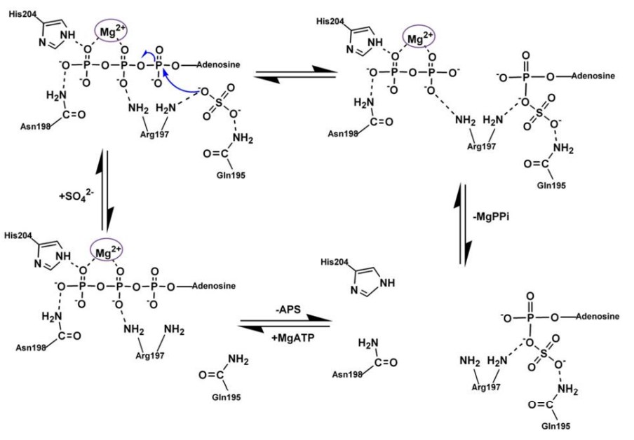 The one-step SN-2 reaction mechanism proposed for ATPS based on the modeled ATPS-ATP-sulfate structure