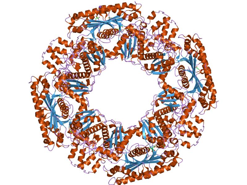 Protein structure of acetate kinase.