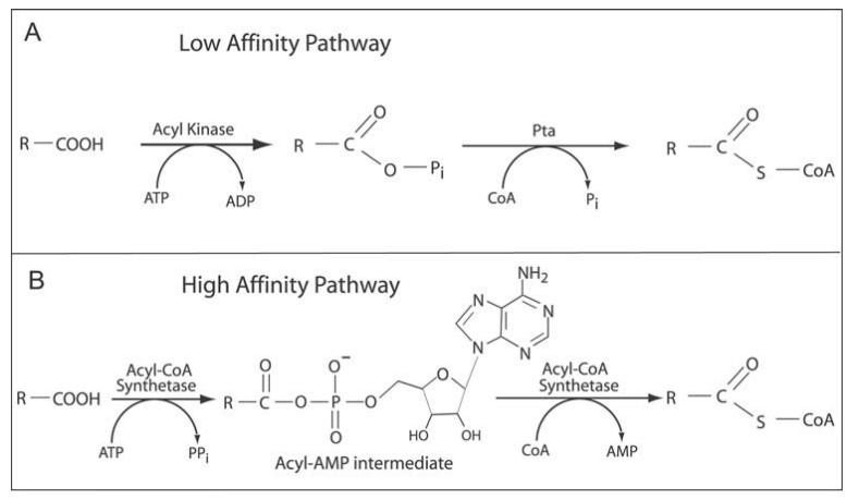 Pathways for the conversion of acetate to ac-CoA