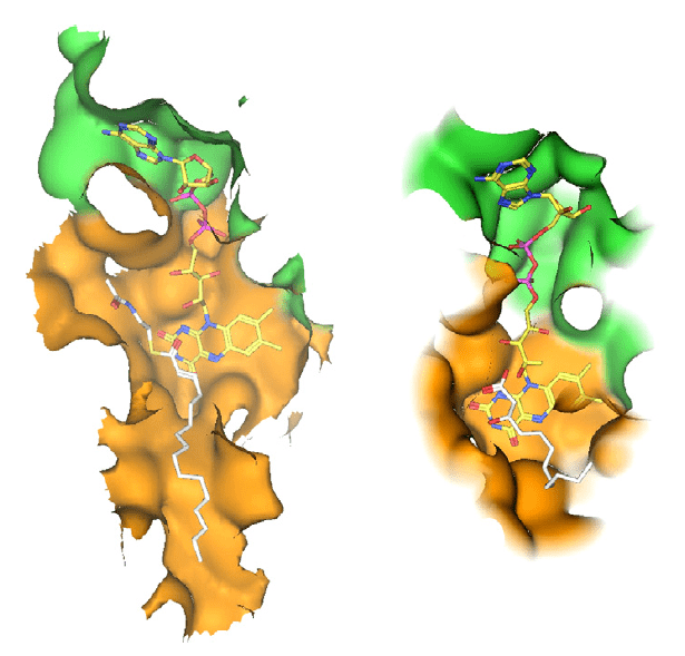 Acyl-CoA Oxidase