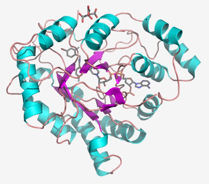 Protein structure of aldose reductase.