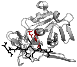 Protein structure of alkaline protease.