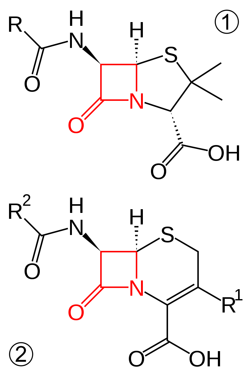 Structure of β-lactam.