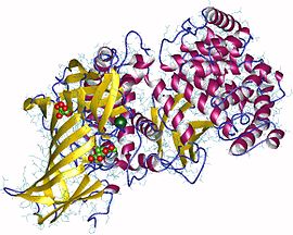 Protein structure of aminopeptidase.