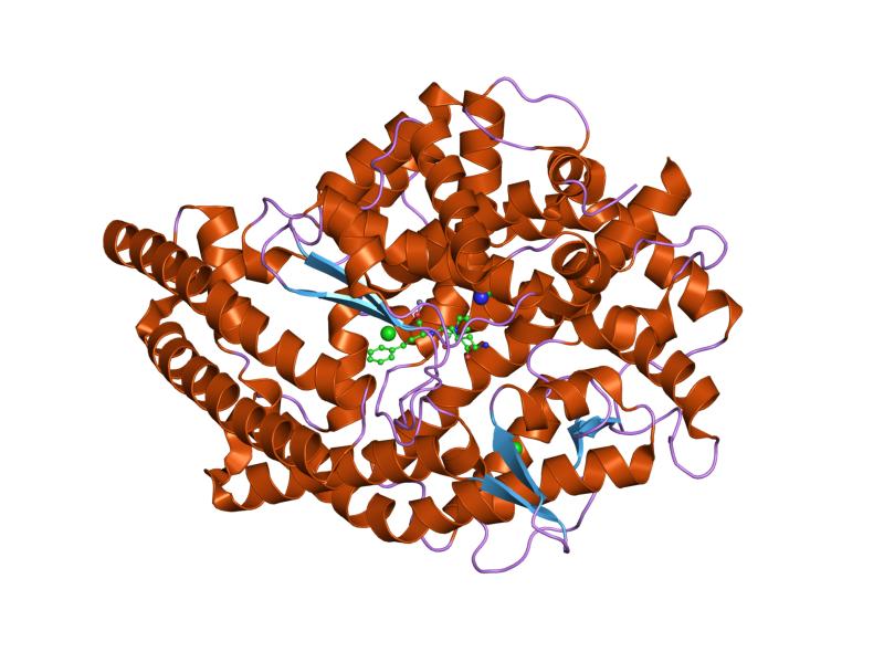 Protein structure of angiotensin-converting enzyme 