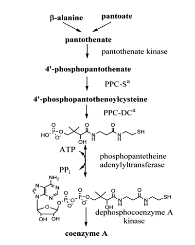 Enzyme Activity Measurement for Pantetheine-Phosphate Adenylyltransferase