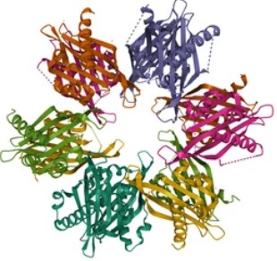 Calmodulin-dependent Protein Kinase II