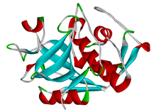 Protein structure of cathepsin. 