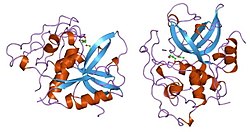 Protein structure of cathepsin B.
