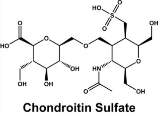 Chondroitin synthase