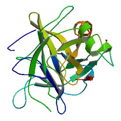 Protein structure of chymotrypsin.