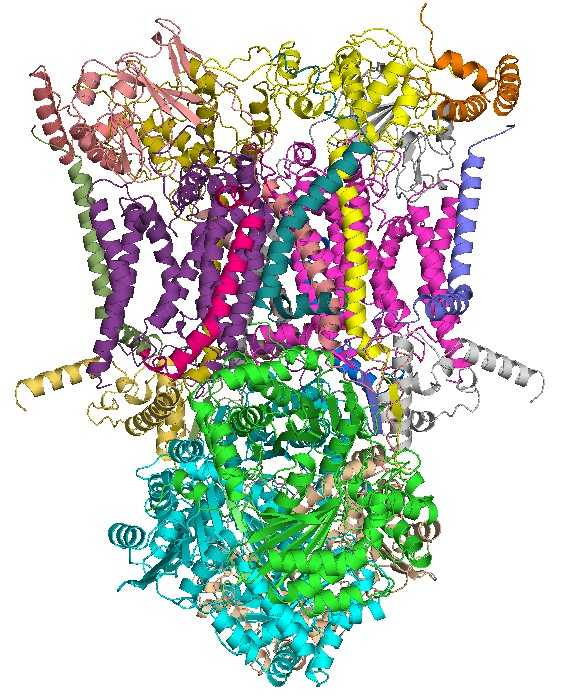 Structure of Cytochrome c Reductase.