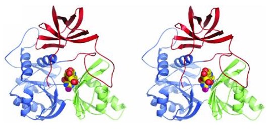 Stereo view of the N5, N10-methylene-THF  synthase domain 