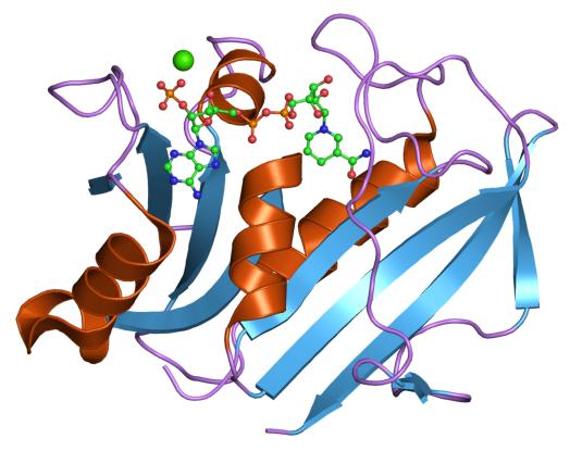 Protein structure of dihydrofolate reductase.