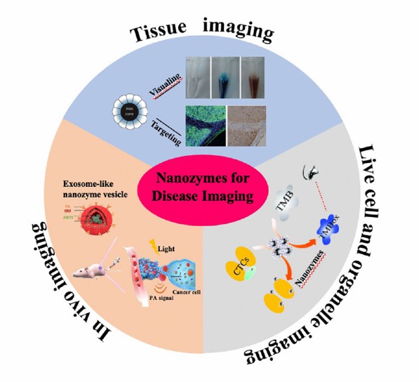 Nanozymes for diseases imaging. - Creative Enzymes