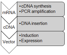 Enzyme Expression and Production