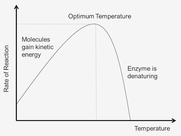 Effect of Temperature on Enzymatic Reaction