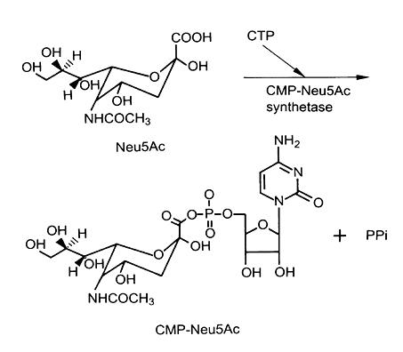 Enzyme Activity Measurement for N-Acylneuraminate Cytidylyltransferase