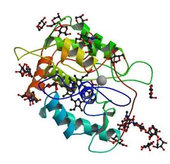 The crystal structure of chloroperoxidase from Leptoxyphium fumago.