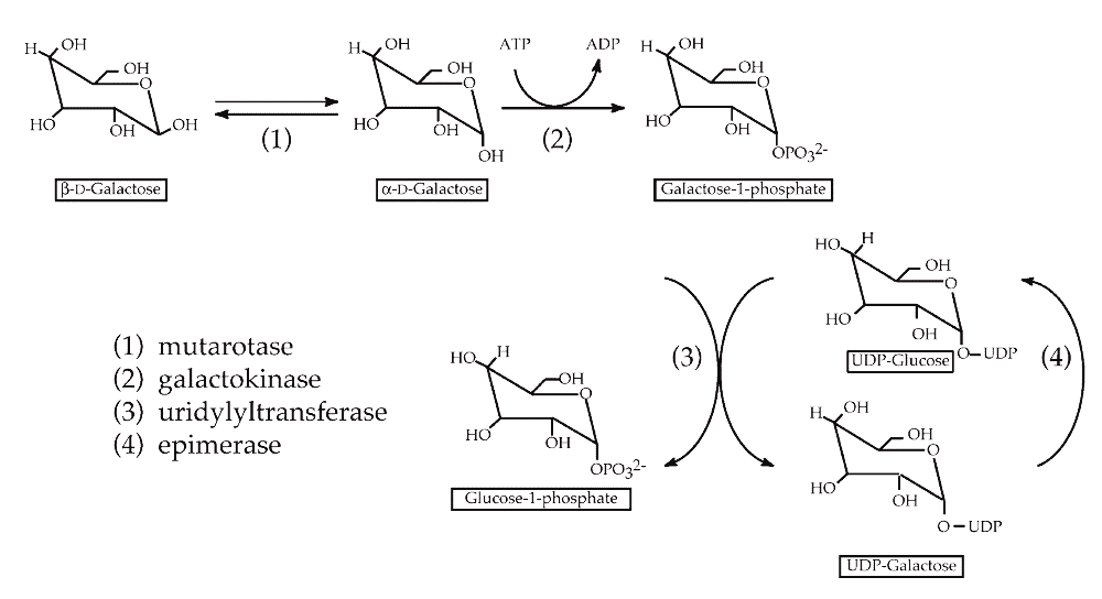 Figure 1: The Leloir pathway. The enzymatic steps involved in the conversion of b-D-galactose 1-phosphate.