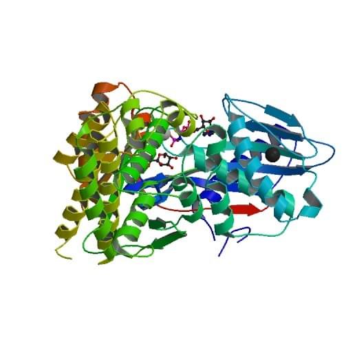 Figure 2: The crystal structure of galactokinase from S. cerevisiae