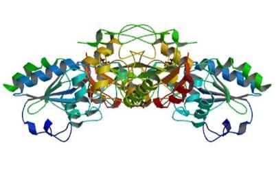 The crystal structure of the human glutathione peroxidase 1.