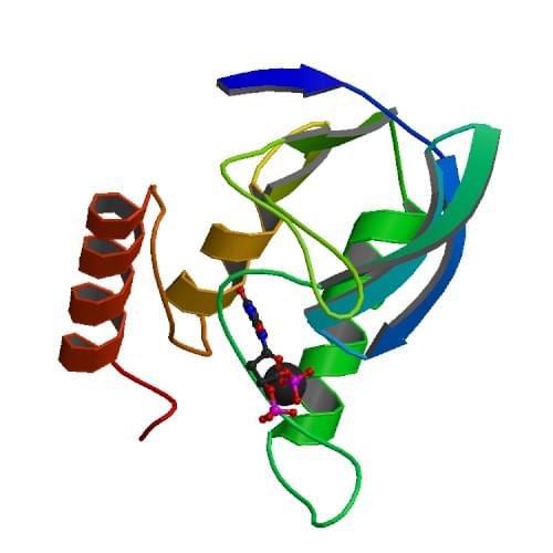 Figure: The crystal structure of the ternary complex of Staphylococcal micrococcal nuclease, Ca2+, and the inhibitor deoxythymidine 3',5'-bisphosphate (pdTp).