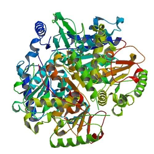 Figure 2: The crystal structure of nucleoside deoxyribosyltransferase from Lactobacillus leichmannii.