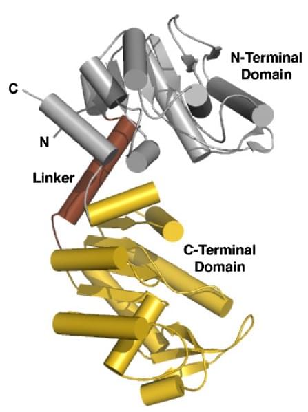 Figure: The  crystal structure of the E. coli  phosphoglycerate kinase. This structure  shows the presence of two globular domains, N-domain (silver) and C-domain  (gold) connected by a α-helix linker (brown)