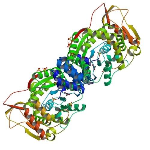 Figure 2: The crystal structure of thymidine phosphorylase from E.coli.