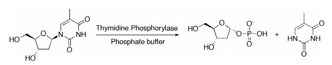 Figure 1: Phosphorolysis reaction of thymidine with thymidine phosphorylase.