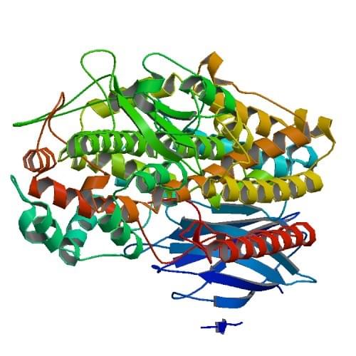 The structure of stable-5-Lipoxygenase from human.