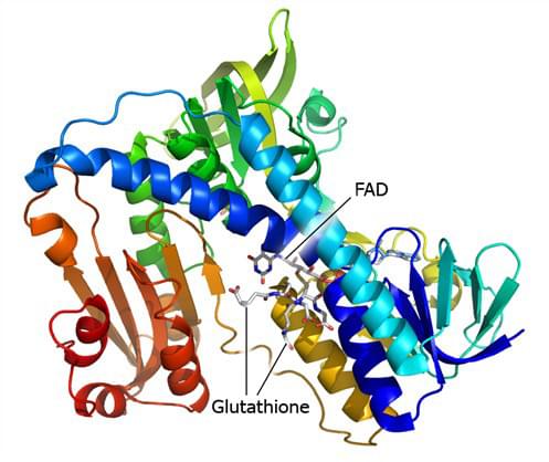 The crystal structure of glutathione-disulfide reductase complex with glutathione and FAD
