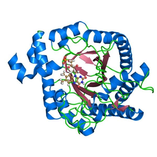 The structure of xenobiotic reductase A from Pseudomonas putida., which belongs to the NADPH dehydrogenase family