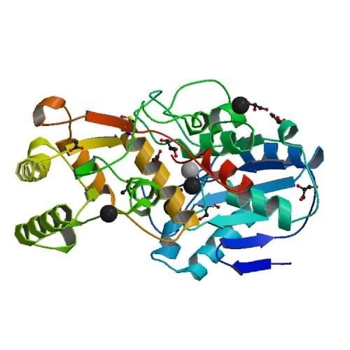 Figure: The crystal structure of polynucleotide 5'-hydroxyl-kinase from mouse.