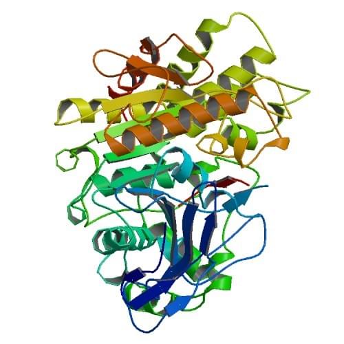 The crystal structure of cholesterol esterase from Bos Taurus