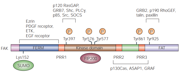 Focal adhesion kinase domain structure and phosphorylation sites