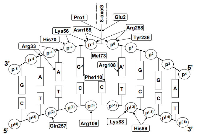 Scheme of Fpg-DNA interactions
