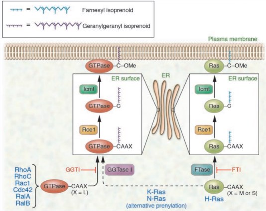 Prenylation of CAAX proteins