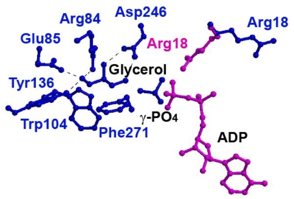 Glycerol  Binding Site in His232Arg and His232Glu GlpK Mutants