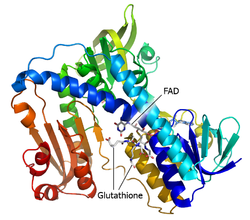Protein structure of GR.