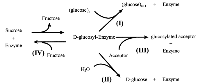 Reactions catalysed by glucansucrases