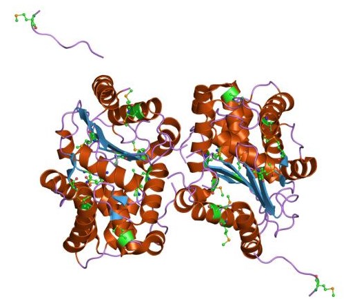 Enzyme structure of glutaminase.