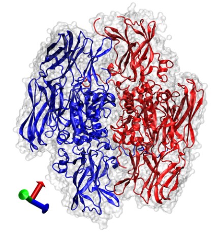 Enzyme structure of transglutaminase.