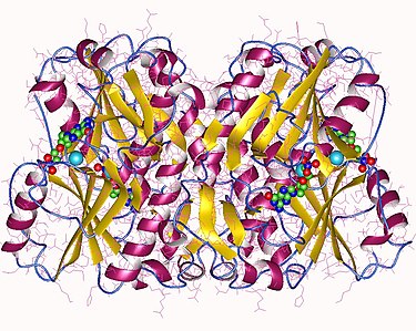 Structure of HGPRT.